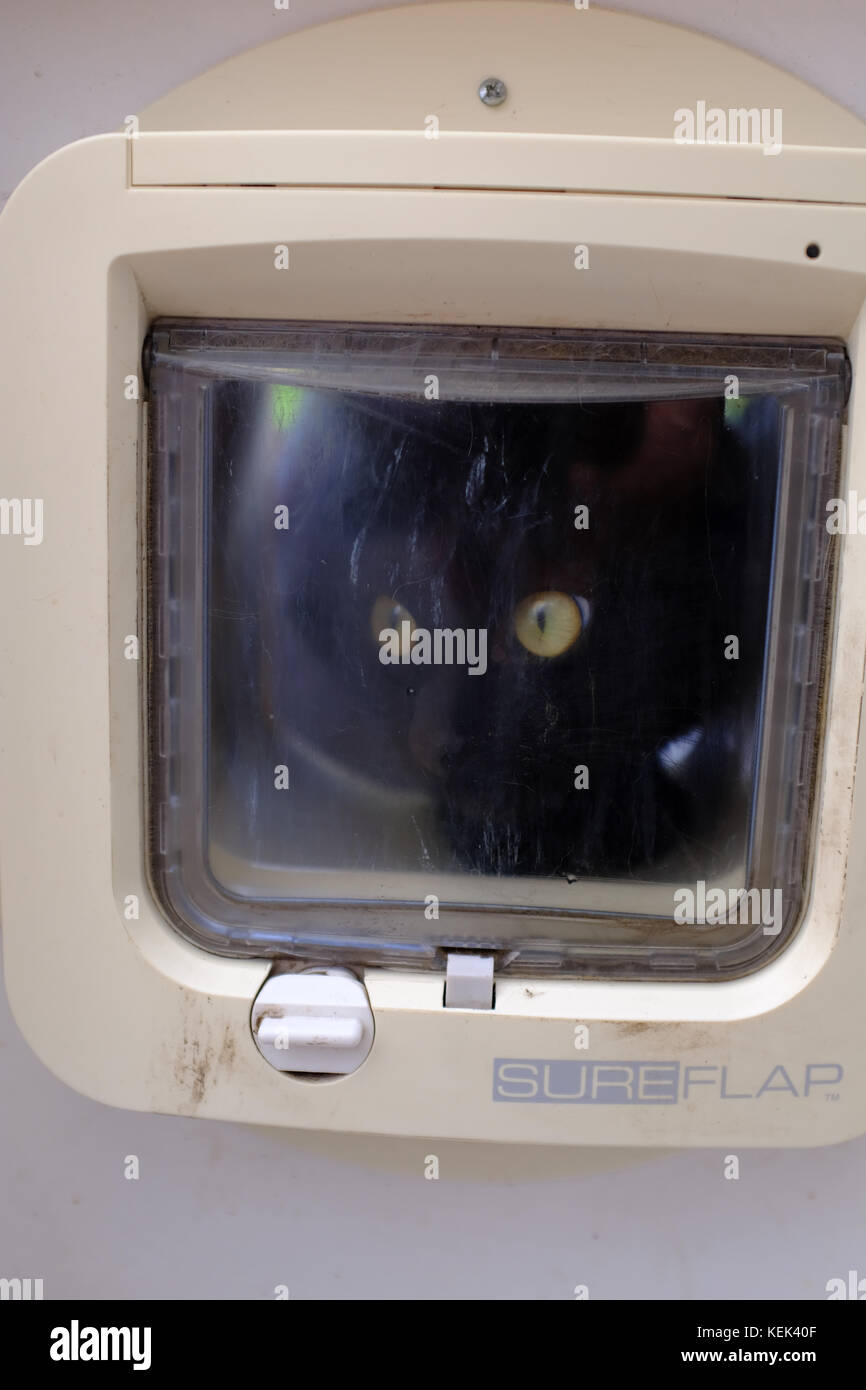black cat flap