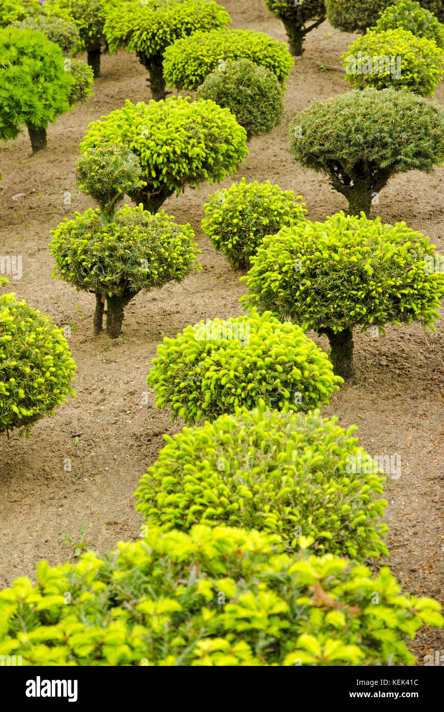 View of a series of green dwarf trees in the garden during spring and summer Stock Photo