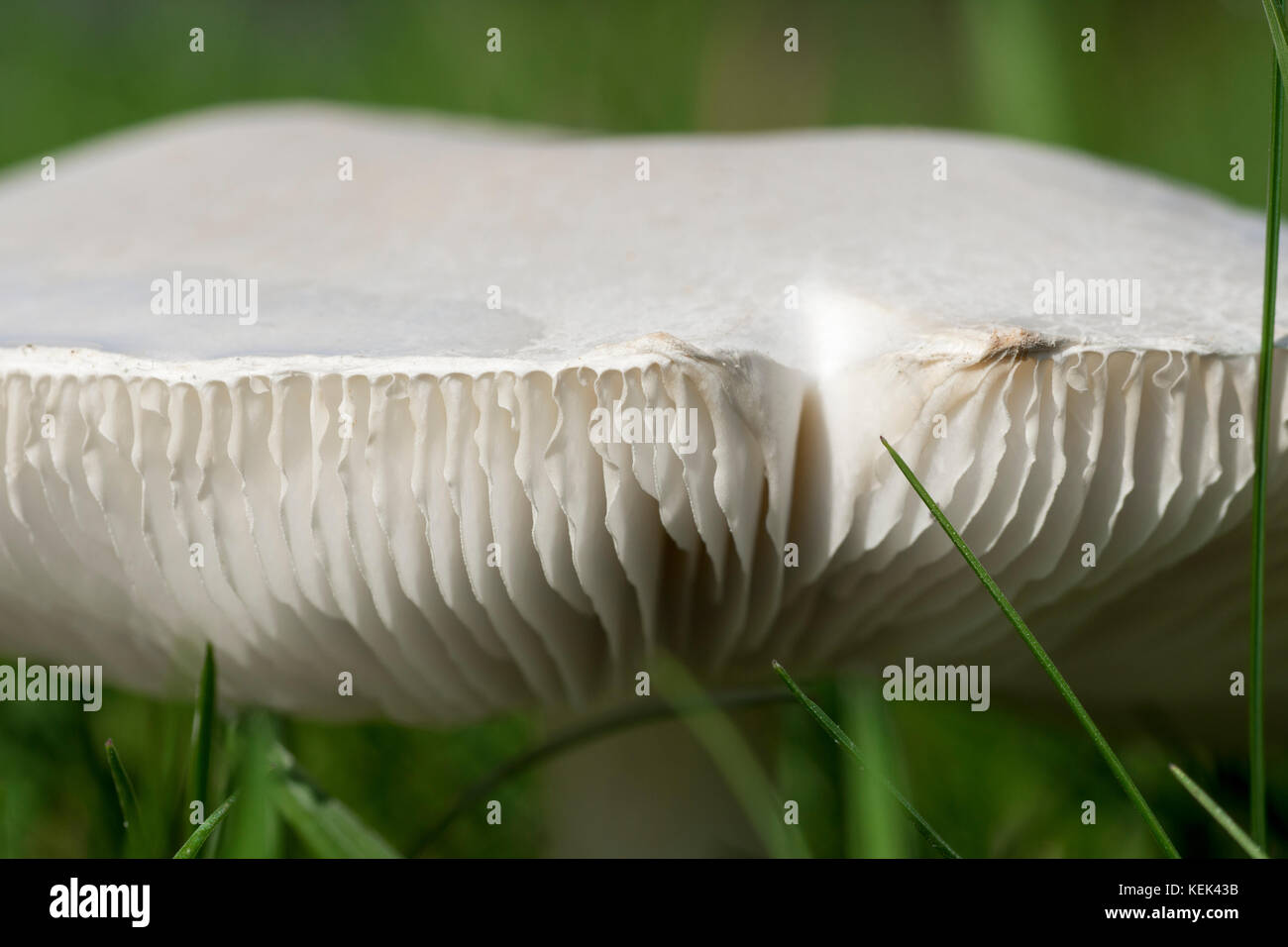 Close-up photo of a mushroom - champignon growing on a green lawn in the wild at sunshine in autumn bright day Stock Photo