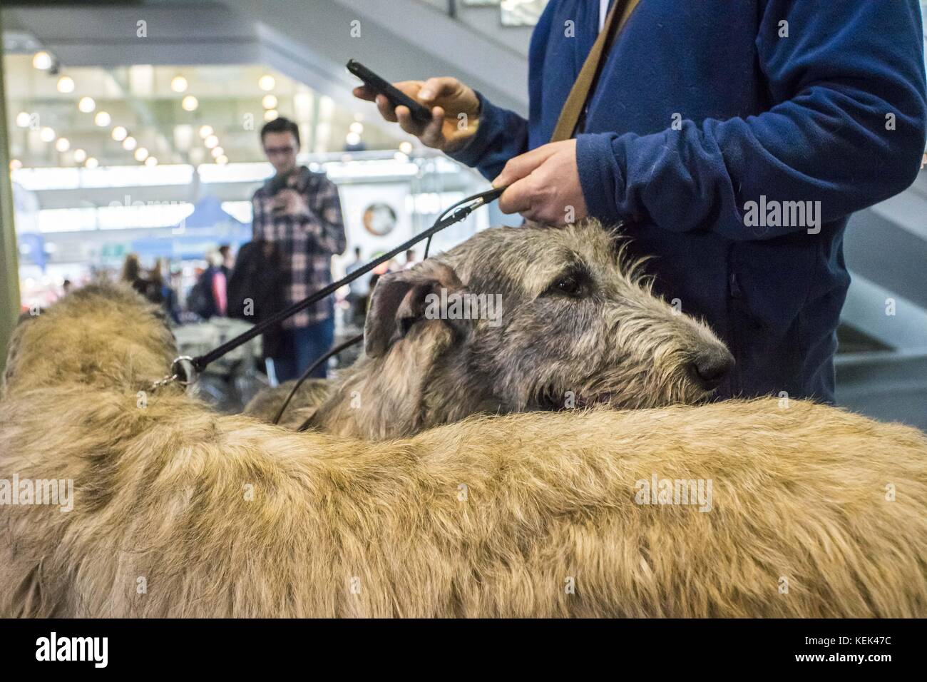 Poznan, Wielkopolska, Poland. 21st Oct, 2017. International Dog Show (CACIB). Qualification for Crufts 2018. There are over 250 breeds of dog beauty from all over the world in one place - at an area of the Poznan International Fair. Credit: Dawid Tatarkiewicz/ZUMA Wire/Alamy Live News Stock Photo