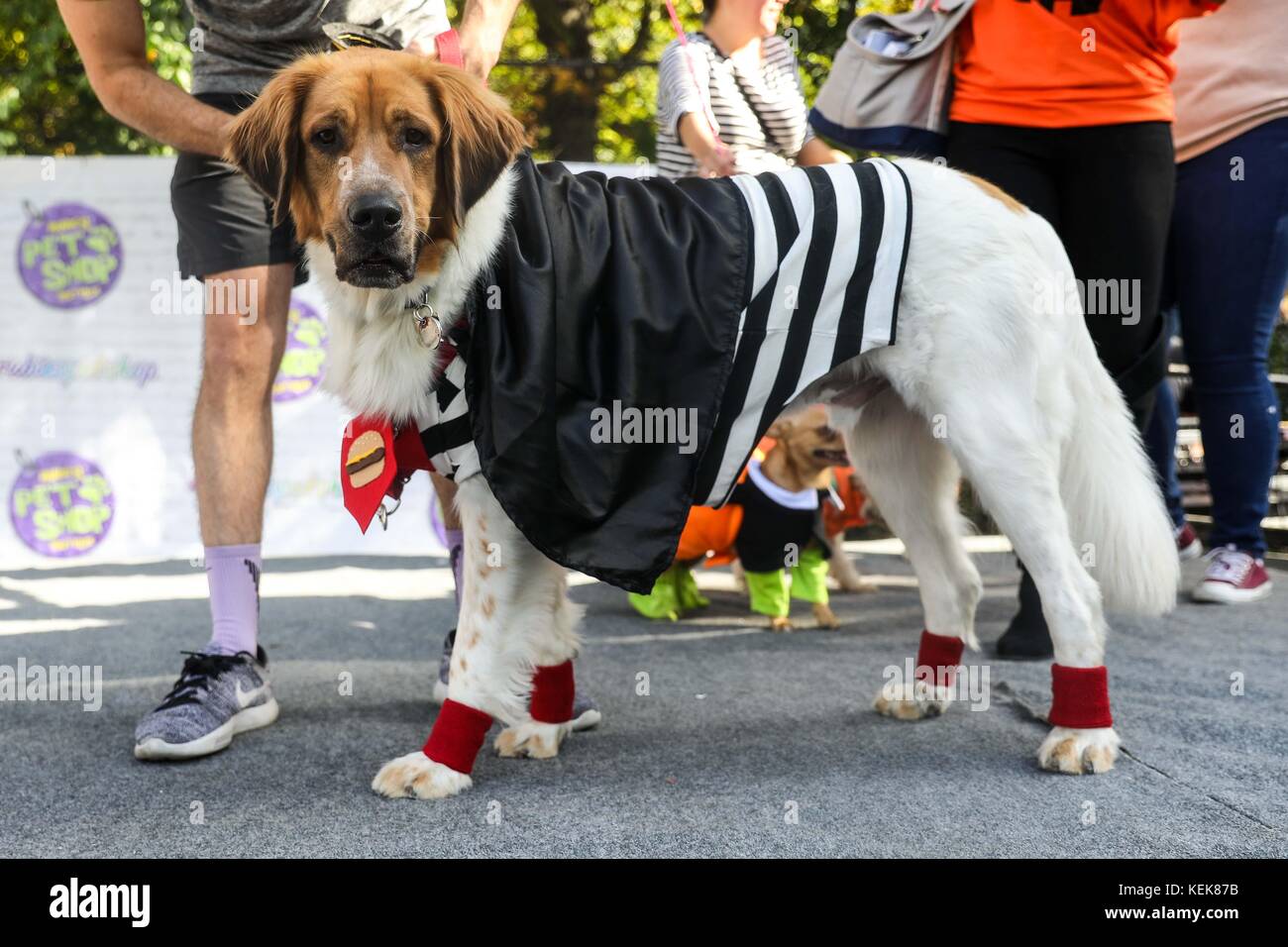 New York, United States. 21st Oct, 2017. NEW YORK, NY - OCTOBER 21: Dogs in costumes attend the 27th Annual Tompkins Square Halloween Dog Parade in Tompkins Square Park on October 21, 2017 in New York City. More than 500 animals wear costumes to what is known as one of the largest dog Halloween events in the USA. (PHOTO: WILLIAM VOLCOV/BRAZIL PHOTO PRESS) Credit: Brazil Photo Press/Alamy Live News Stock Photo