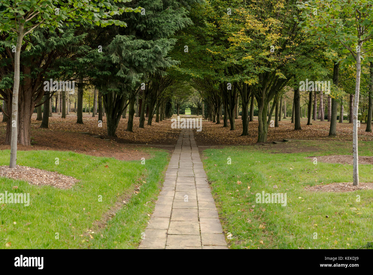 Cathedral of trees milton hires stock photography and images Alamy
