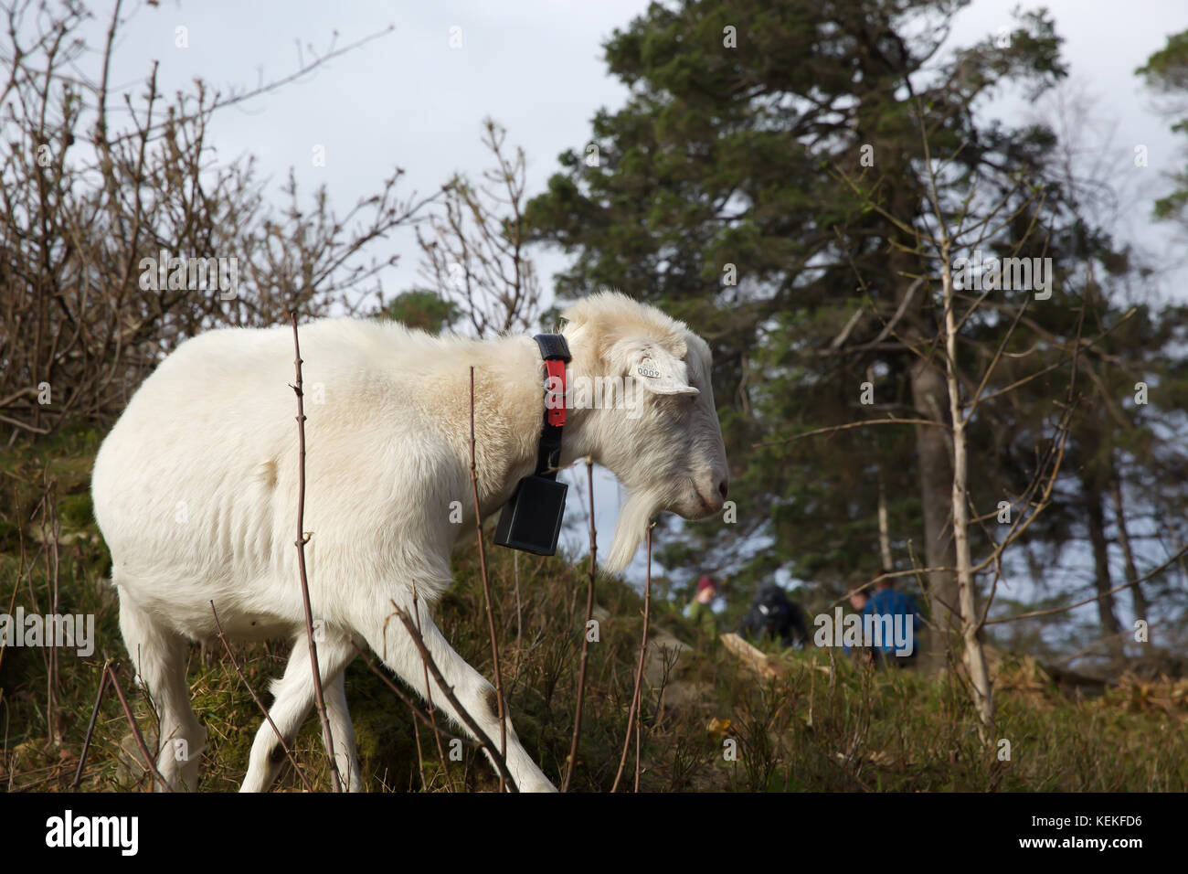 Bergen, Norway. 22nd Oct, 2017. Autumn sunshine across Bergen in Norway