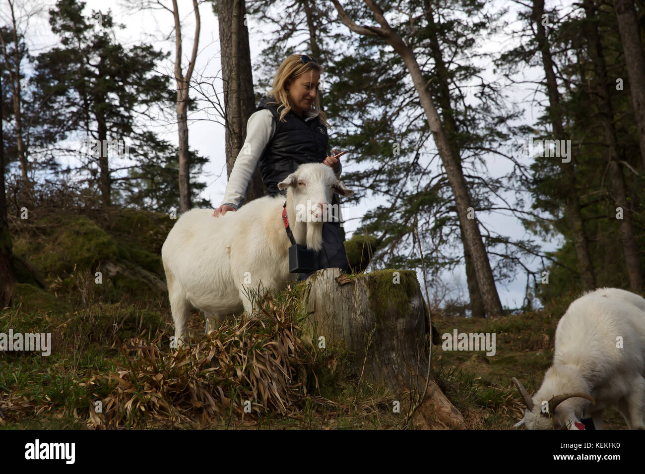 Bergen, Norway. 22nd Oct, 2017. Autumn sunshine across Bergen in Norway
