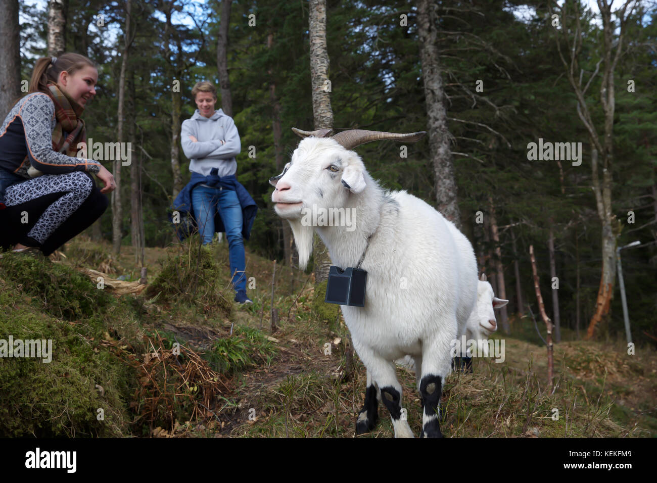 Bergen, Norway. 22nd Oct, 2017. Autumn sunshine across Bergen in Norway