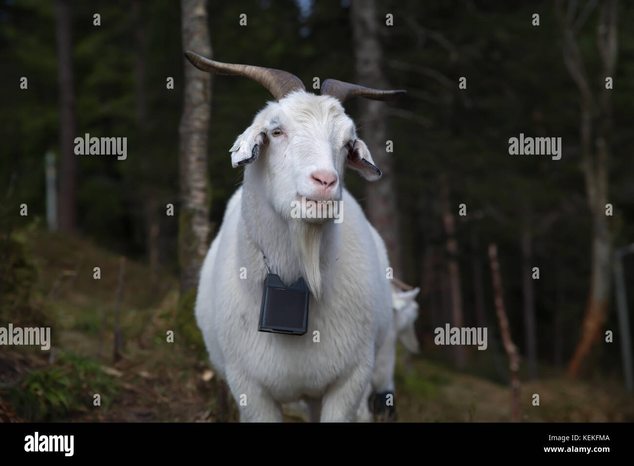 Bergen, Norway. 22nd Oct, 2017. Autumn sunshine across Bergen in Norway