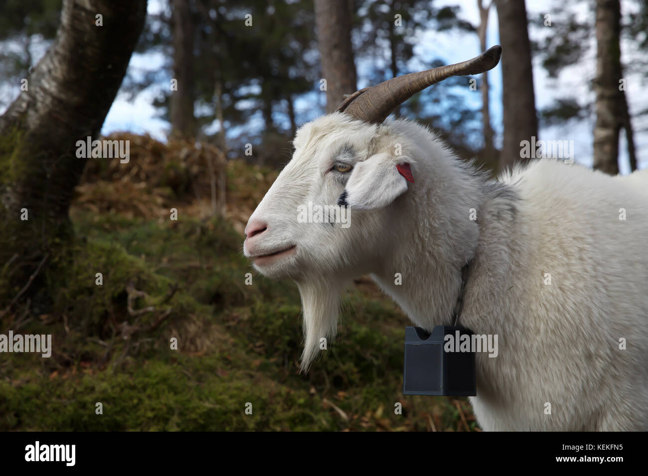 Bergen, Norway. 22nd Oct, 2017. Autumn sunshine across Bergen in Norway