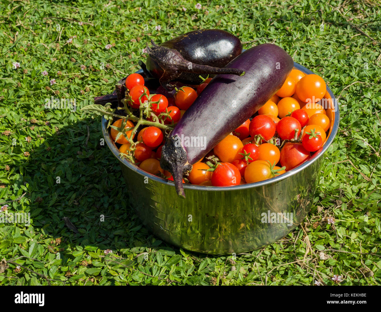 Big harvest of eggplant, tomato, in home garden at Los Angeles Stock Photo