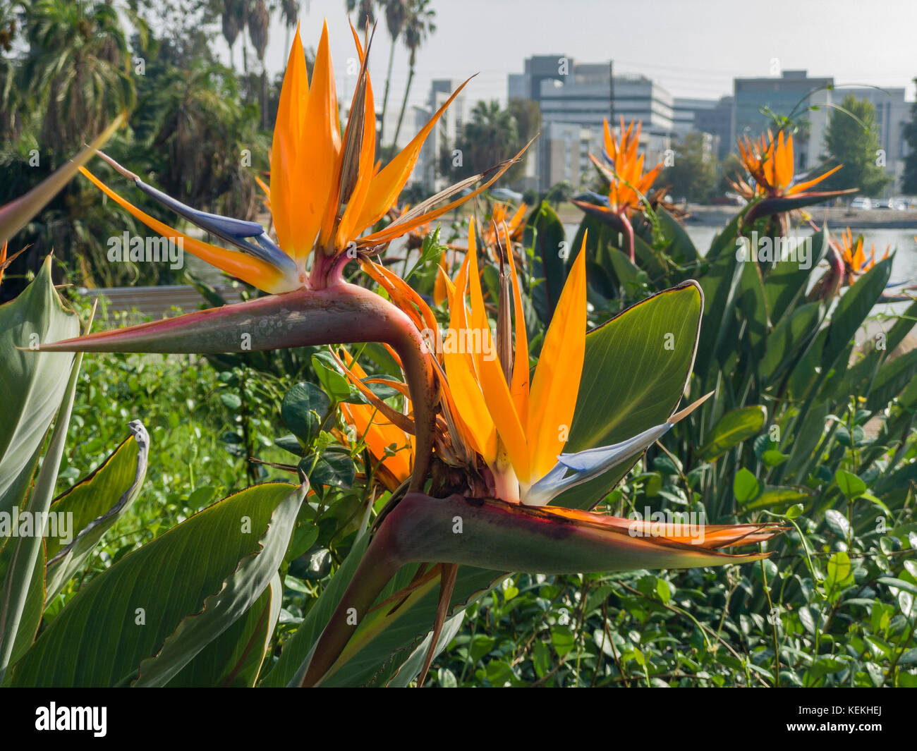 Beautiful close up shot of Strelitzia reginae at Lincoln Park, Los Angeles, California, United States Stock Photo