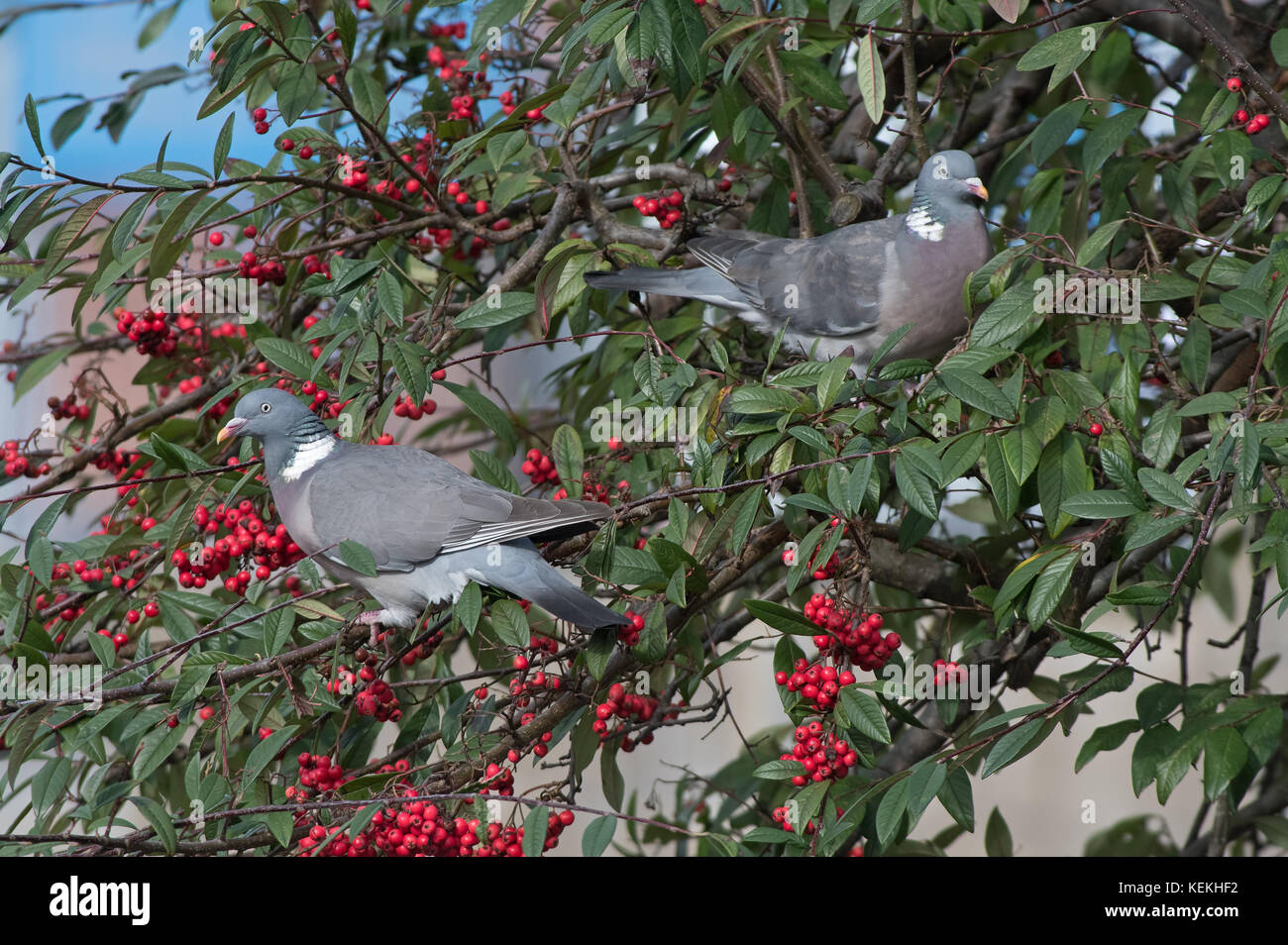 Pair of Common Wood pigeons- columba palumbus on Cotoneaster berries-Rosaceae. Uk Stock Photo