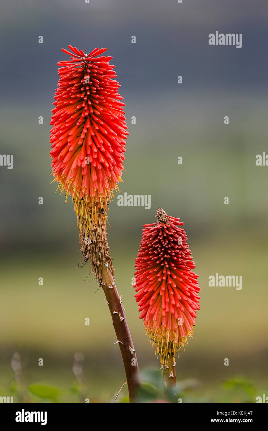 A nice photo of 2 Red Hot Poker flowers nicely isolated with a blurred background Stock Photo