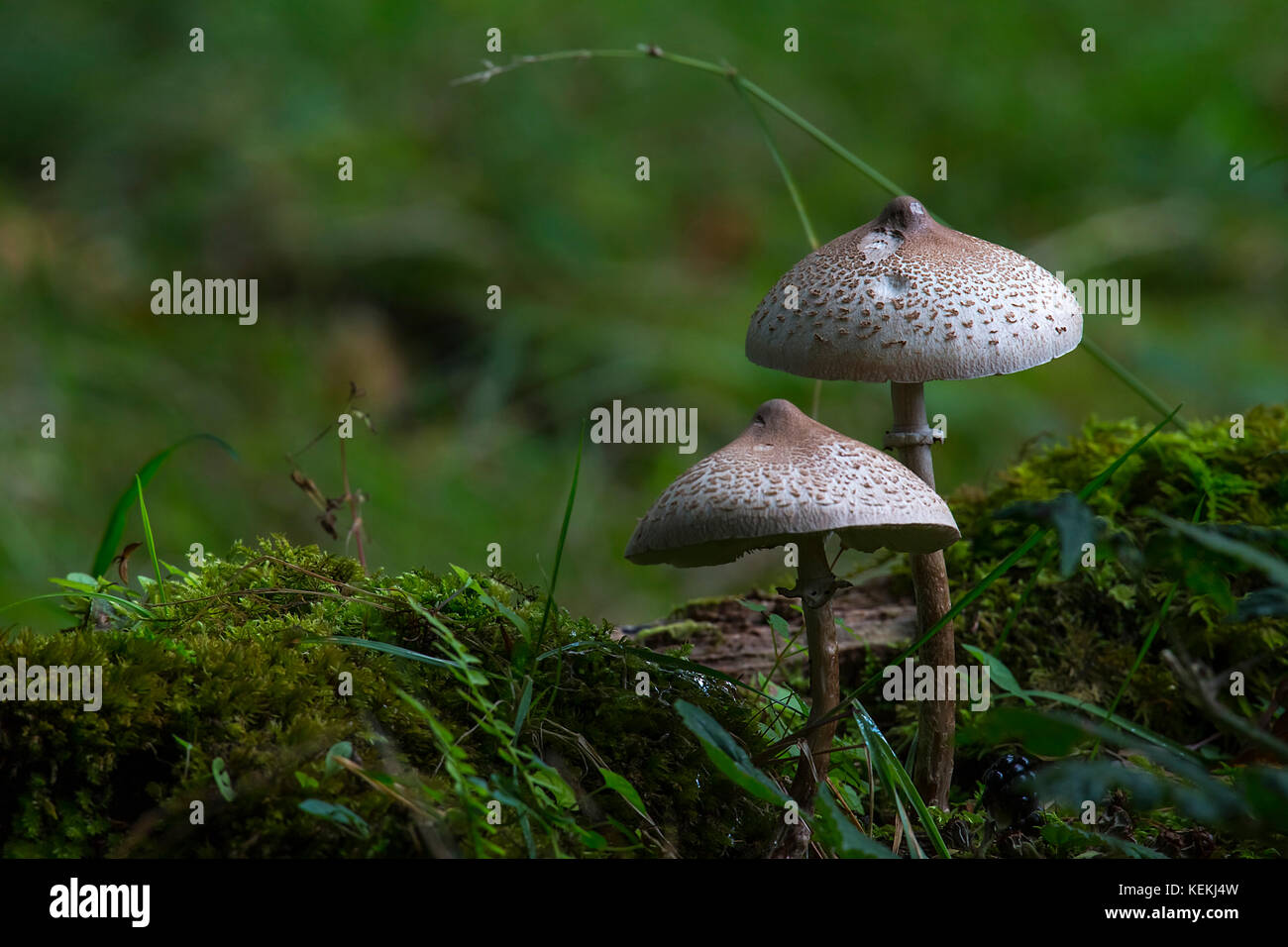Walking through a forest I saw these Mushrooms growing out of the Moss, a ready made composition. Stock Photo