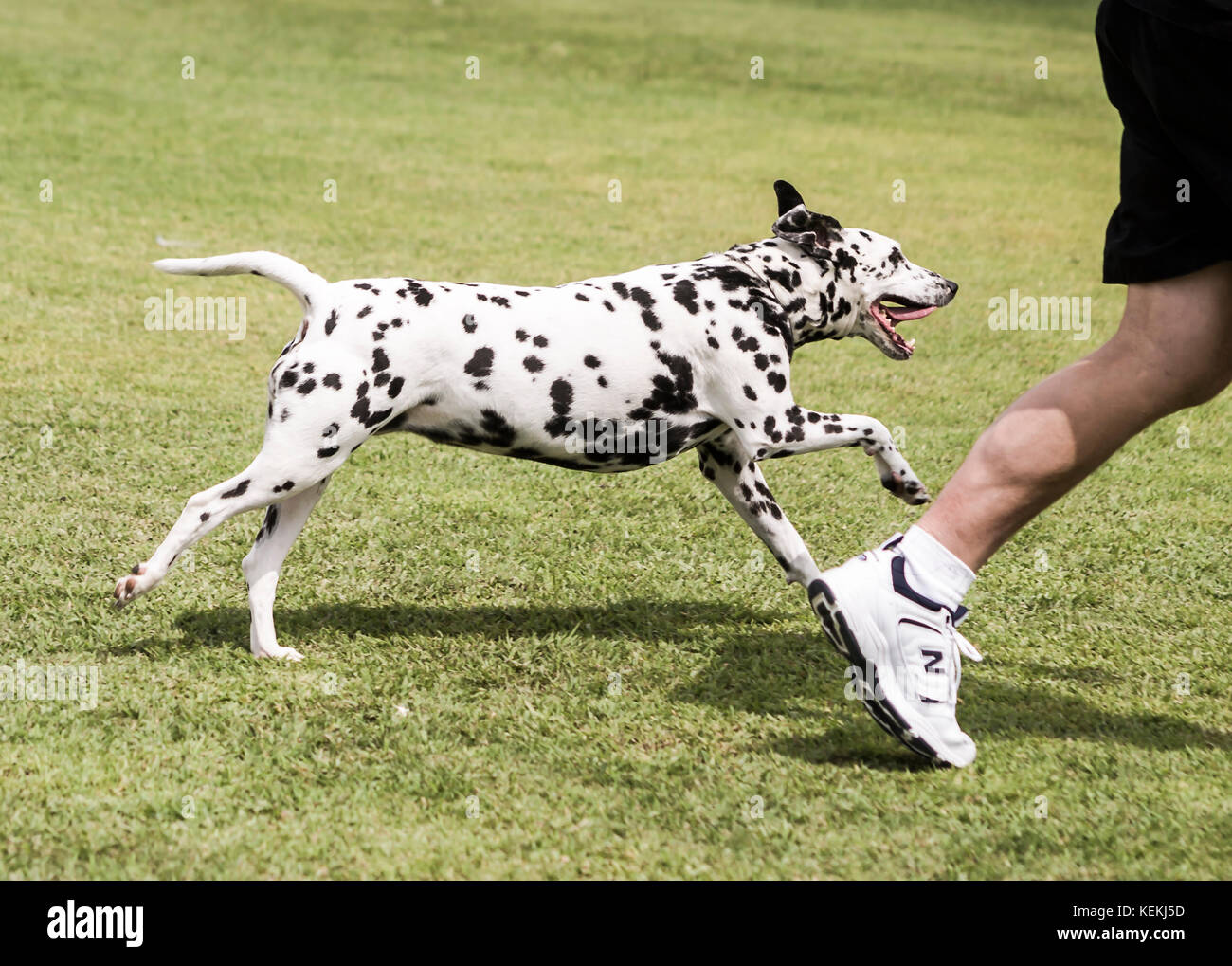 Adult man healthy activity lower section leg only running with happy dog exercises outdoors dog enjoying Summer calf of man © Myrleen Pearson Stock Photo