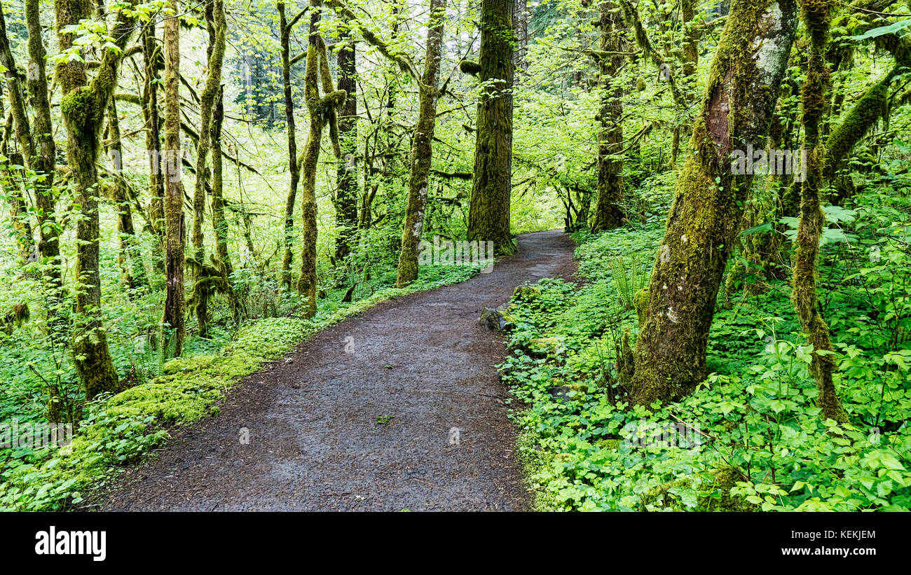 Forest trail to Upper North Falls, North Silver Creek, Silver Falls State Park, Oregon.  Crown Jewell of Oregon State Parks.  Lacey waterfall with nat Stock Photo