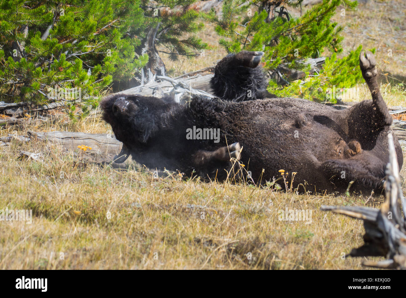Close up shot of an American Bison rolling on the ground. Stock Photo