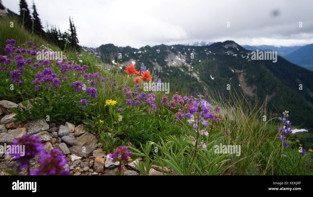 Northwest wildflowers hi-res stock photography and images - Alamy