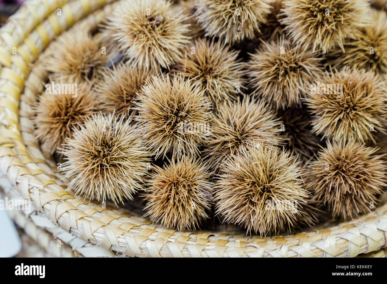 bur of japanese chestnuts in the wooden basket. selective focus. Stock Photo