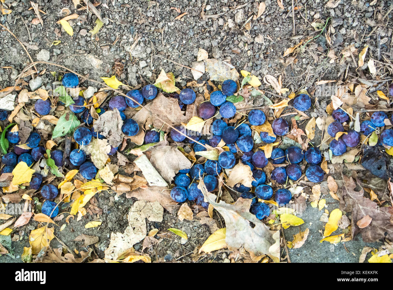 Close up background of fallen ripe blue purple plums and dry autumn