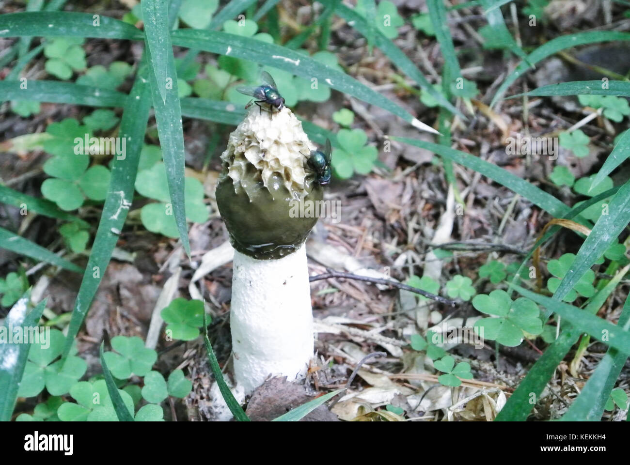 Common stinkhorn (Phallus impudicus), and flies attracted with its odor in the green grass at forest. Stock Photo