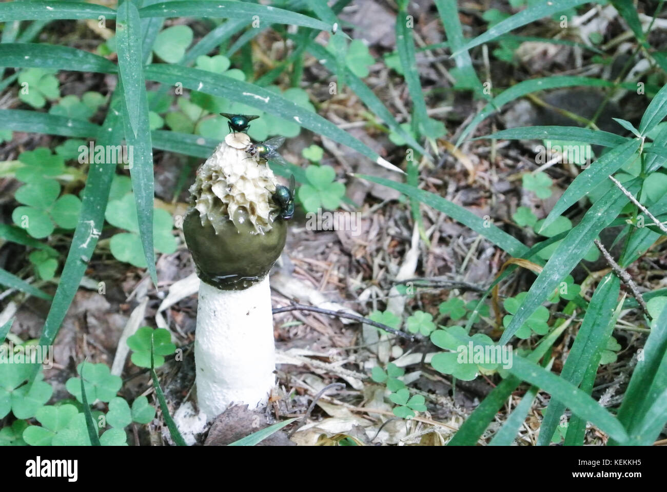 Common stinkhorn (Phallus impudicus), and flies attracted with its odor in the green grass at forest. Stock Photo