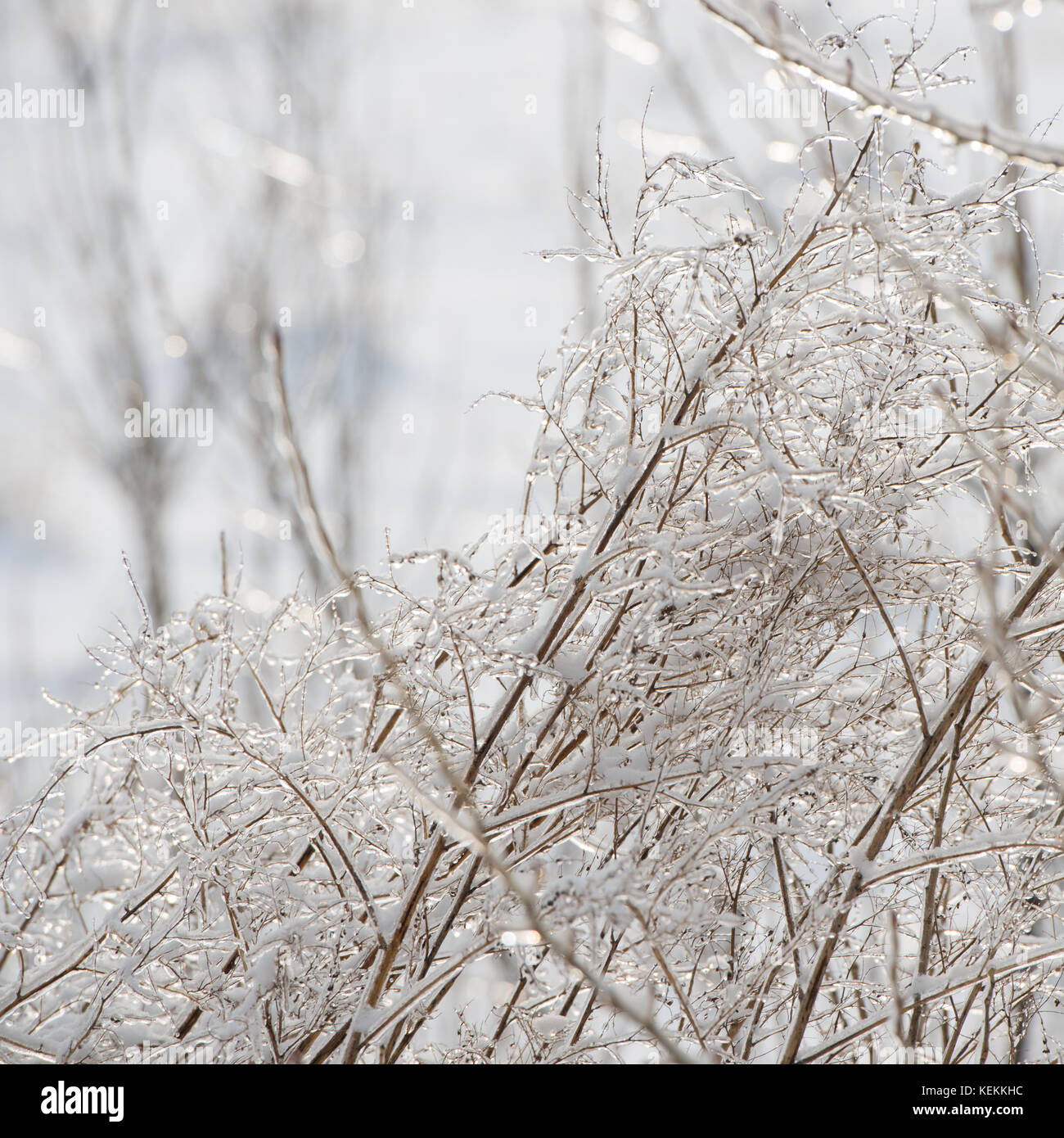 branches covered with snow and ice on a winter sunny day Stock Photo ...