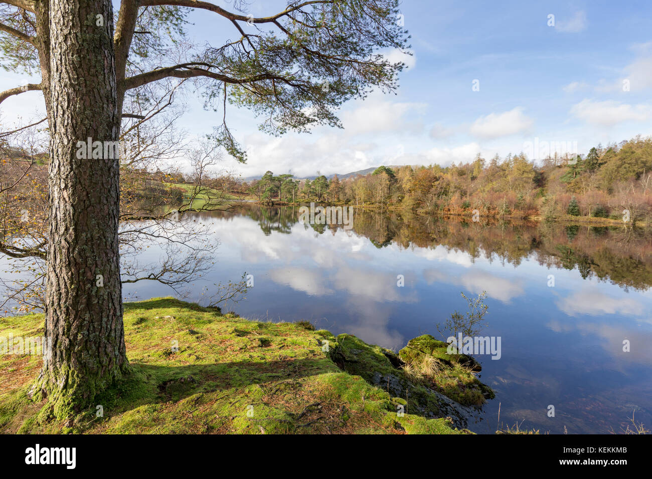 Autumn at the National Trusts Tarn Hows estate, Lake District National Park, Cumbria, England, UK Stock Photo