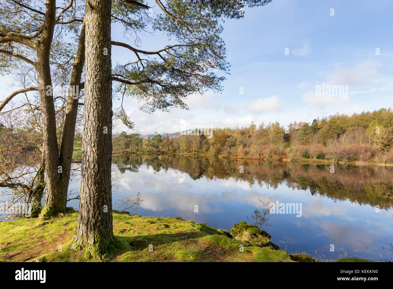Autumn at the National Trusts Tarn Hows estate, Lake District National Park, Cumbria, England, UK Stock Photo