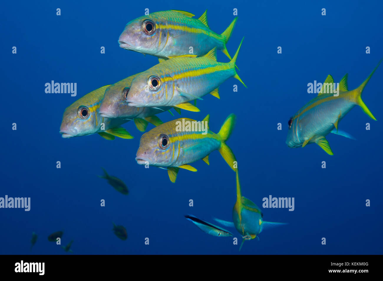 Group of Yellowfin Goatfish, Mulloidichthys vanicolensis, Marsa Alam, Red Sea, Egypt Stock Photo