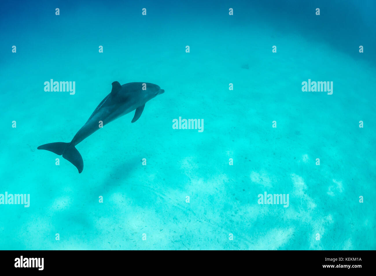 Indian Ocean Bottlenose Dolphin , Tursiops aduncus, Marsa Alam, Red Sea, Egypt Stock Photo