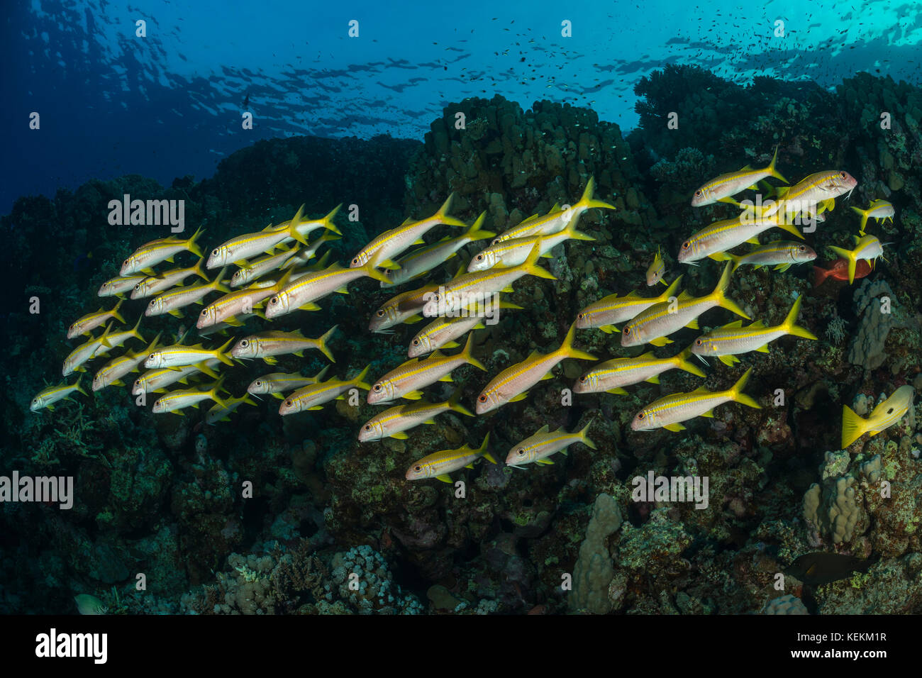 Group of Yellowfin Goatfish, Mulloidichthys vanicolensis, Marsa Alam, Red Sea, Egypt Stock Photo