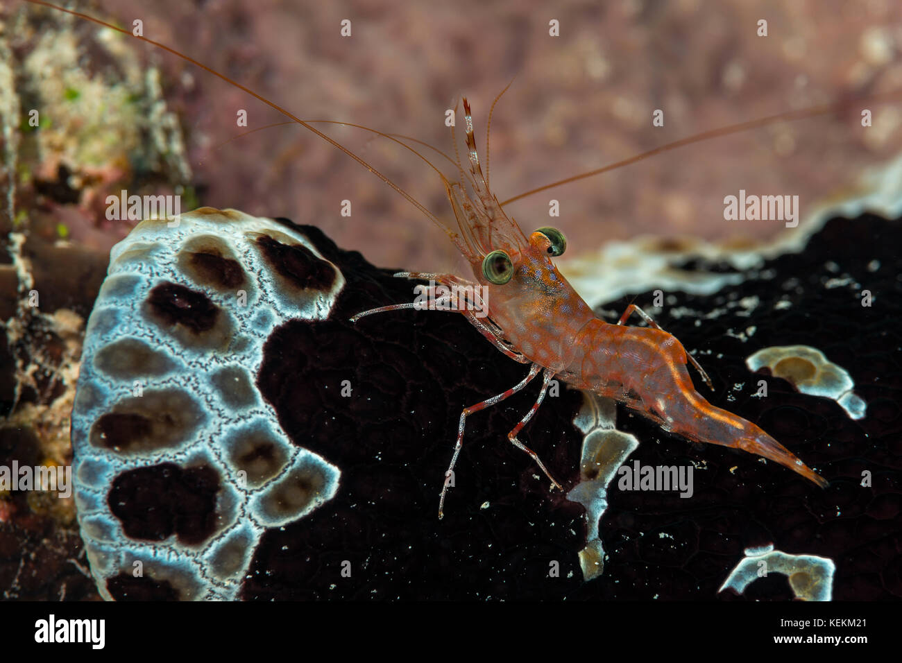 Green-eye Dancing Shrimp, Cinetorhynchus reticulatus, Marsa Alam, Red Sea, Egypt Stock Photo