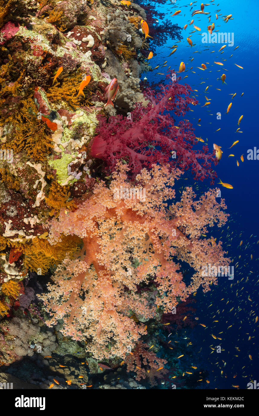 Colored Soft Coral, Dendronephthya klunzingeri, Marsa Alam, Red Sea, Egypt Stock Photo