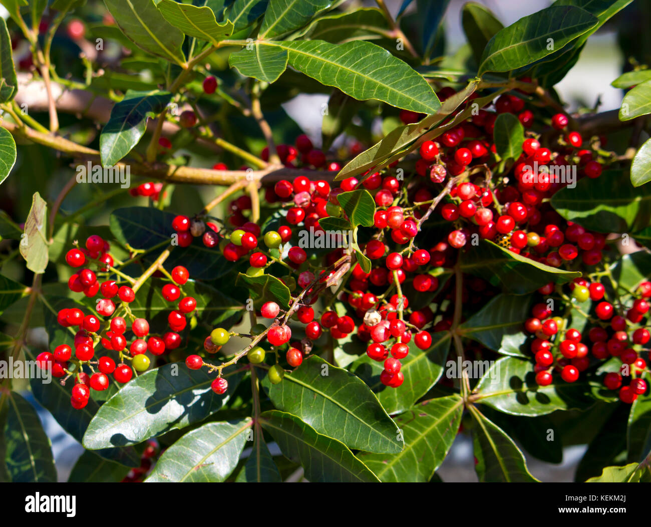 Fruit  of  ripe Zanthoxylum piperitum,  Japanese pepper,  pricklyash, or sansh , red in autumn has  pungent oils found in  leaves, roots  bark. Stock Photo