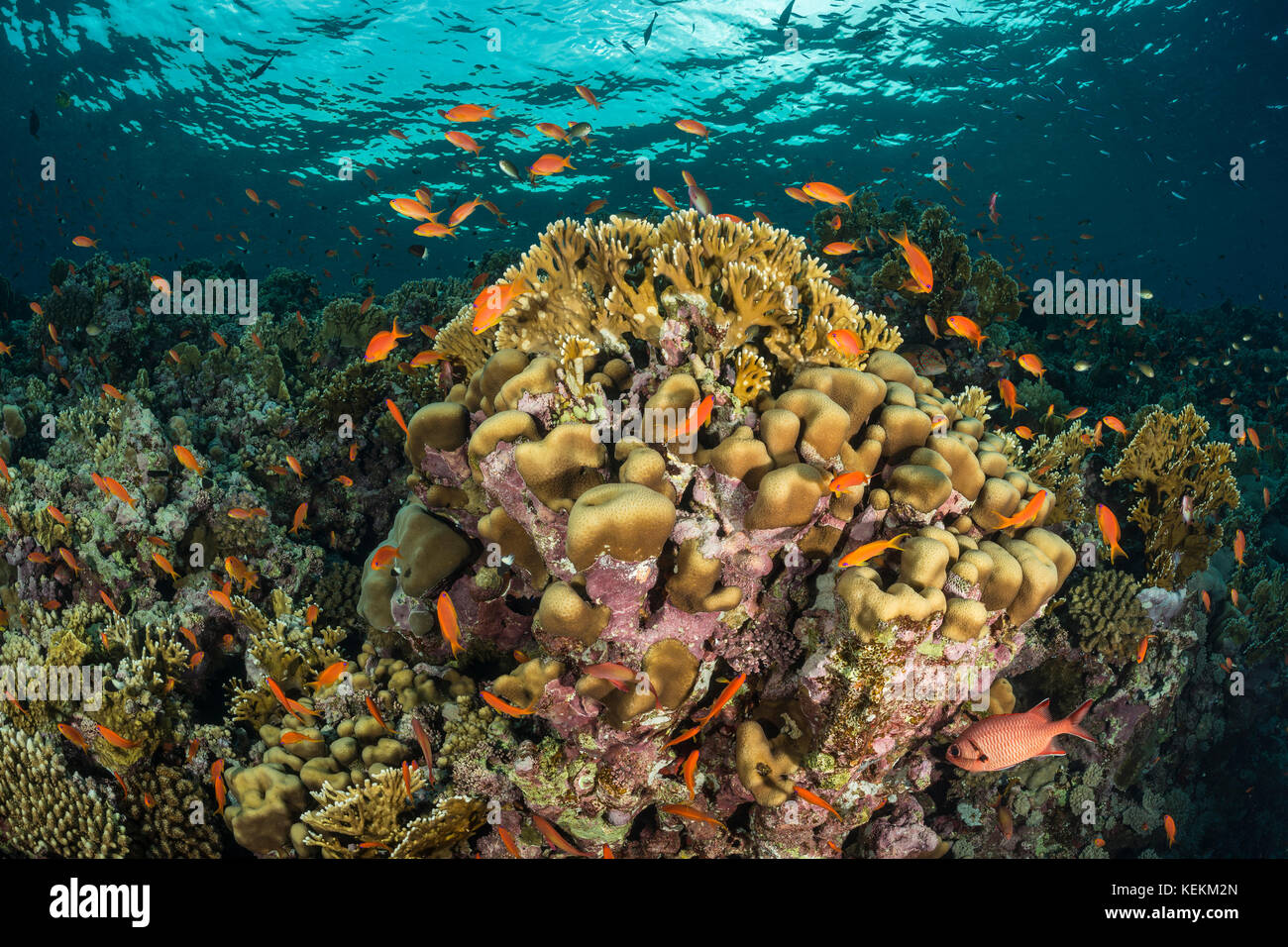 Lyretail Anthias over Coral Reef, Pseudanthias squamipinnis, Marsa Alam, Red Sea, Egypt Stock Photo