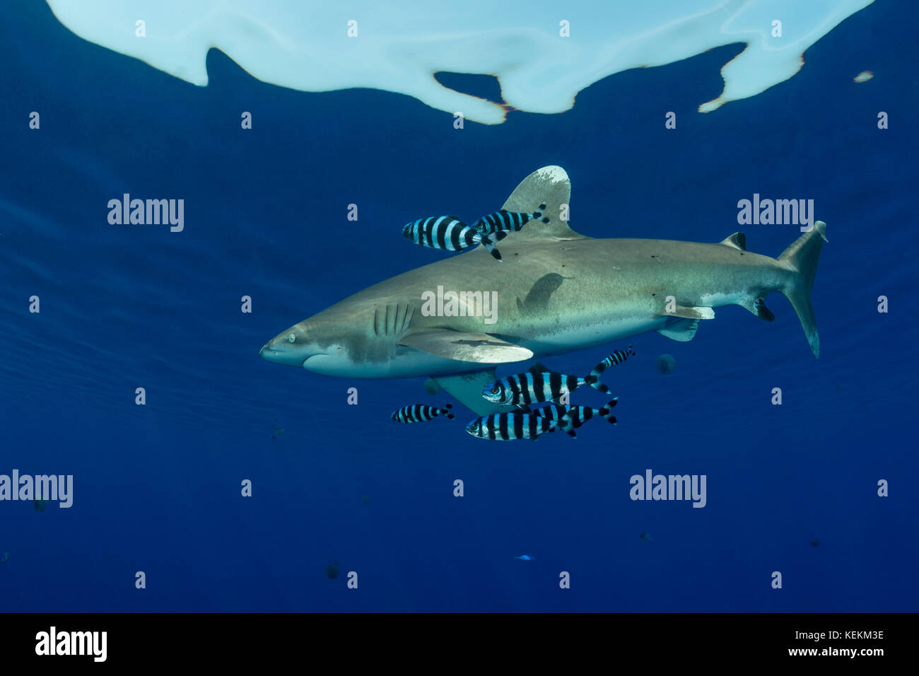 Oceanis Whitetip Shark, Carcharhinus longimanus, Elphinstone Reef, Red Sea, Egypt Stock Photo