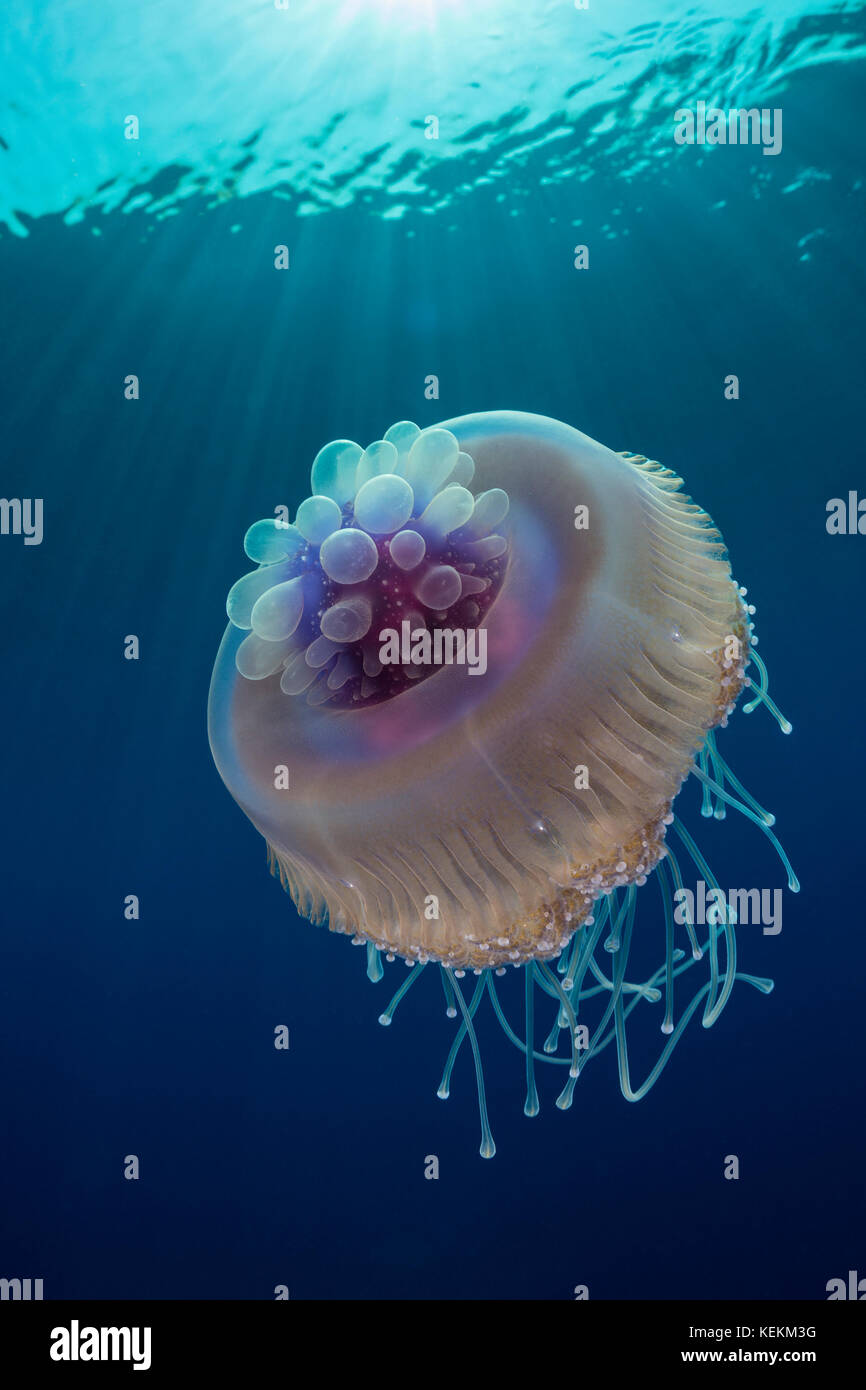 Cauliflower jellyfish crown jellyfish crown hires stock photography