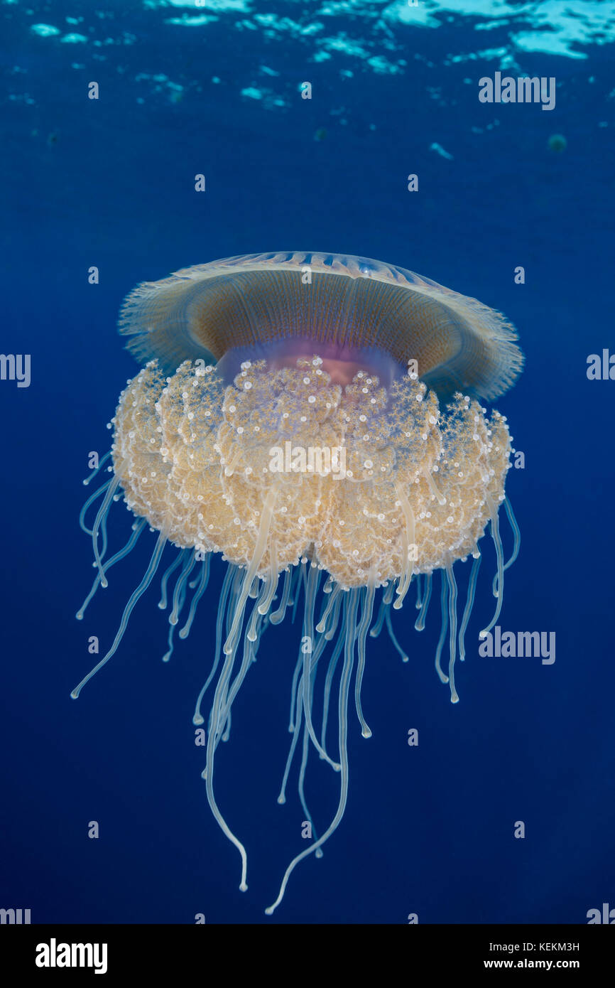 Cauliflower jellyfish crown jellyfish crown hires stock photography