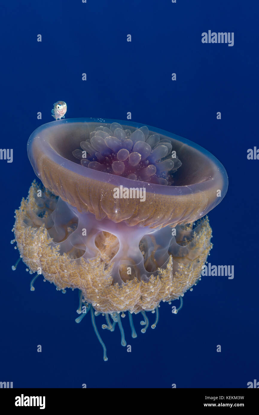 Cauliflower Jellyfish and juvenile Fish, Cephea cephea, Elphinstone Reef, Red Sea, Egypt Stock