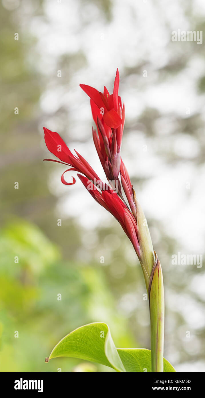 Canna edulis red arrow-root flower known as Queensland arrowroot Stock Photo