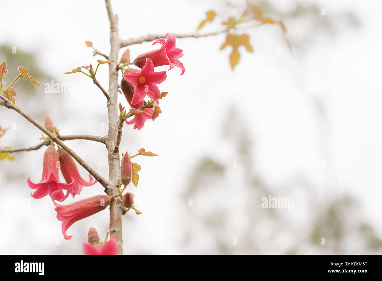 Australian red bell flowers of Brachychiton bidwillii in Spring on condolences background with copyspace for sympathy or greeting card for remembrance Stock Photo