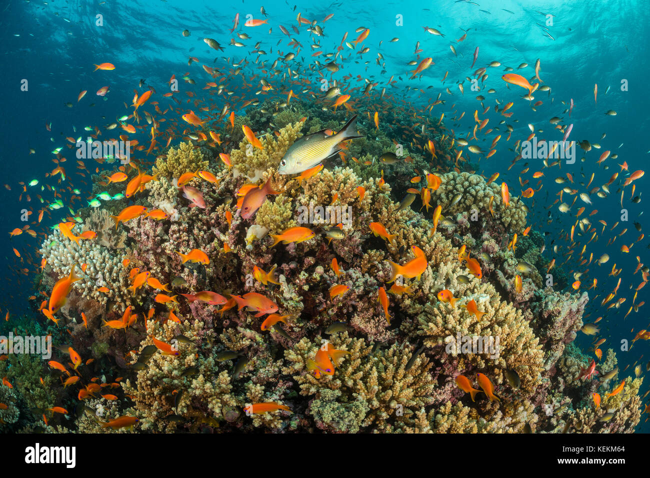 Lyretail Anthias over Coral Reef, Pseudanthias squamipinnis, Fury Shoal, Red Sea, Egypt Stock Photo