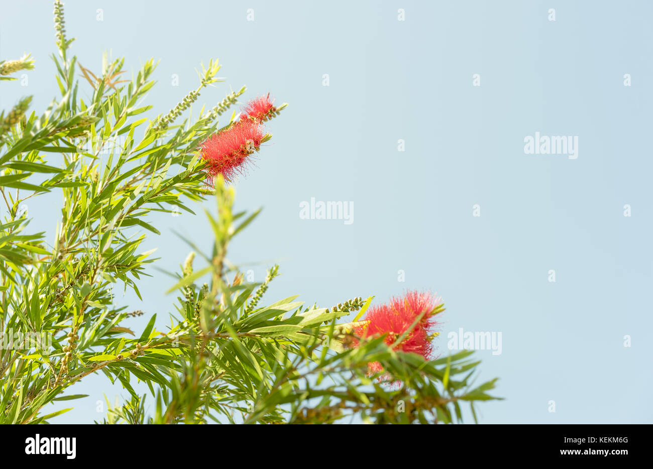 Red Australian wildflower Callistemon bottlebrush blooms in Spring against a cloudless clear blue sky background Stock Photo