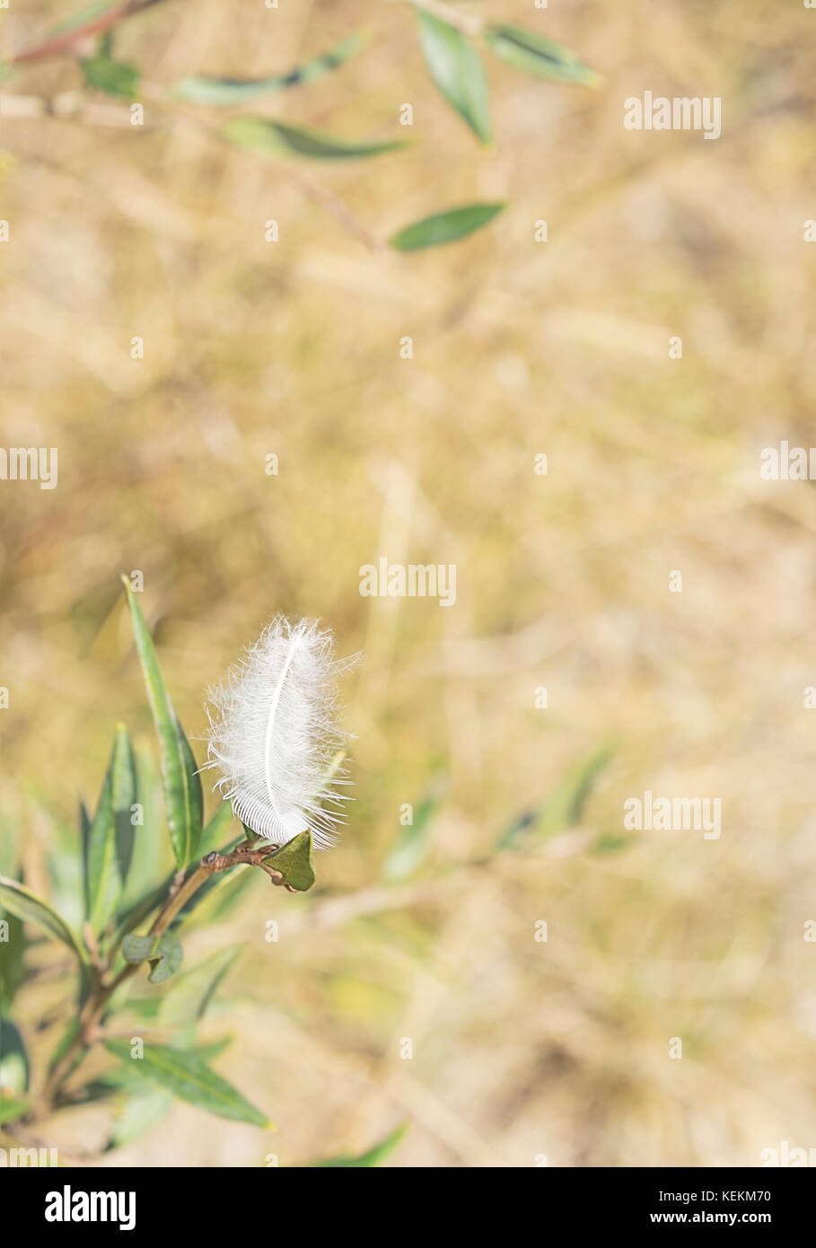 White downy peaceful fluffy feather in a light breeze concept of freedom, ease, relaxation, carefree or condolence background Stock Photo