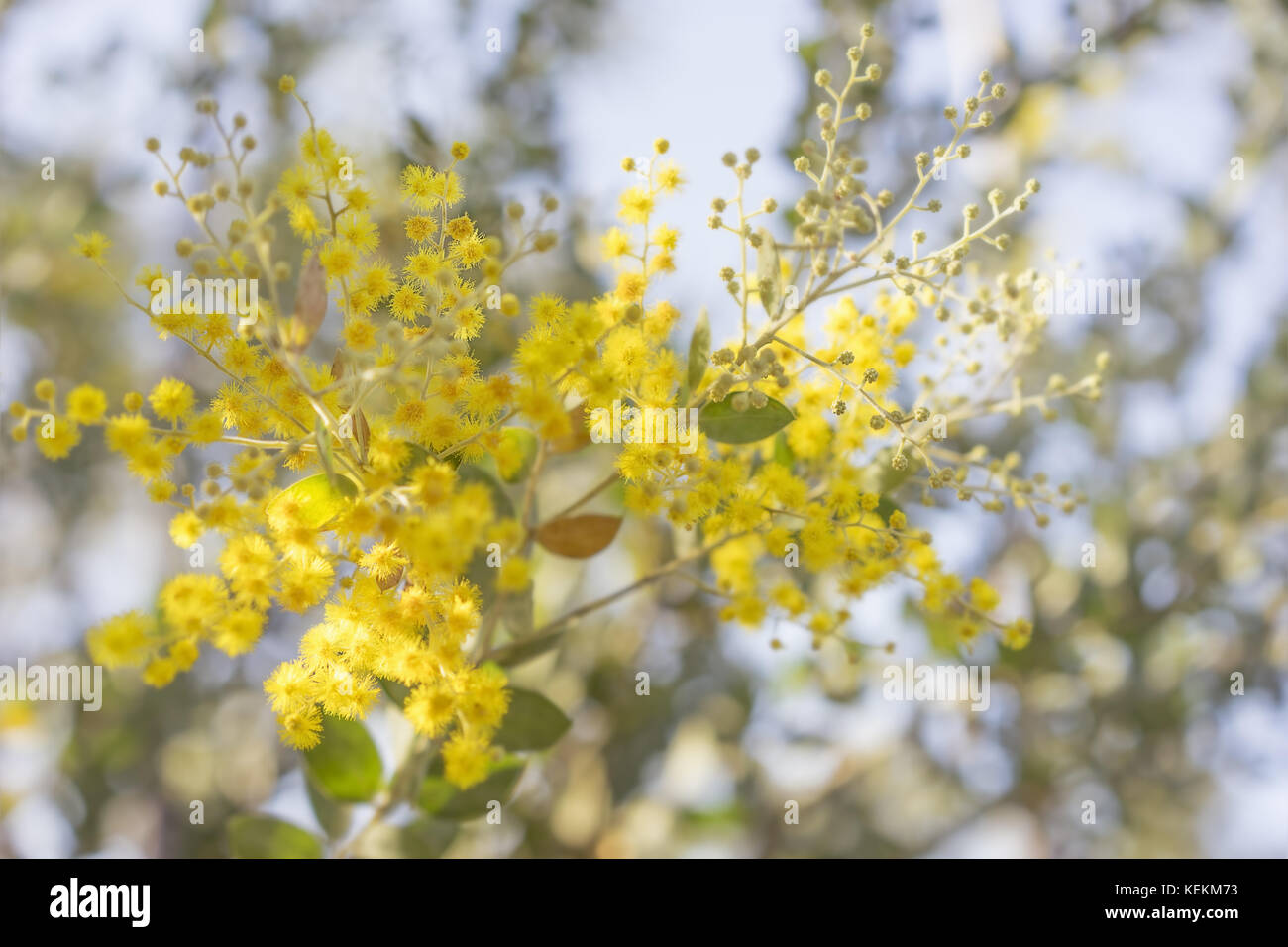 Morning in Australia bush with sunlight on australian golden yellow wattle tree blossoms Stock Photo