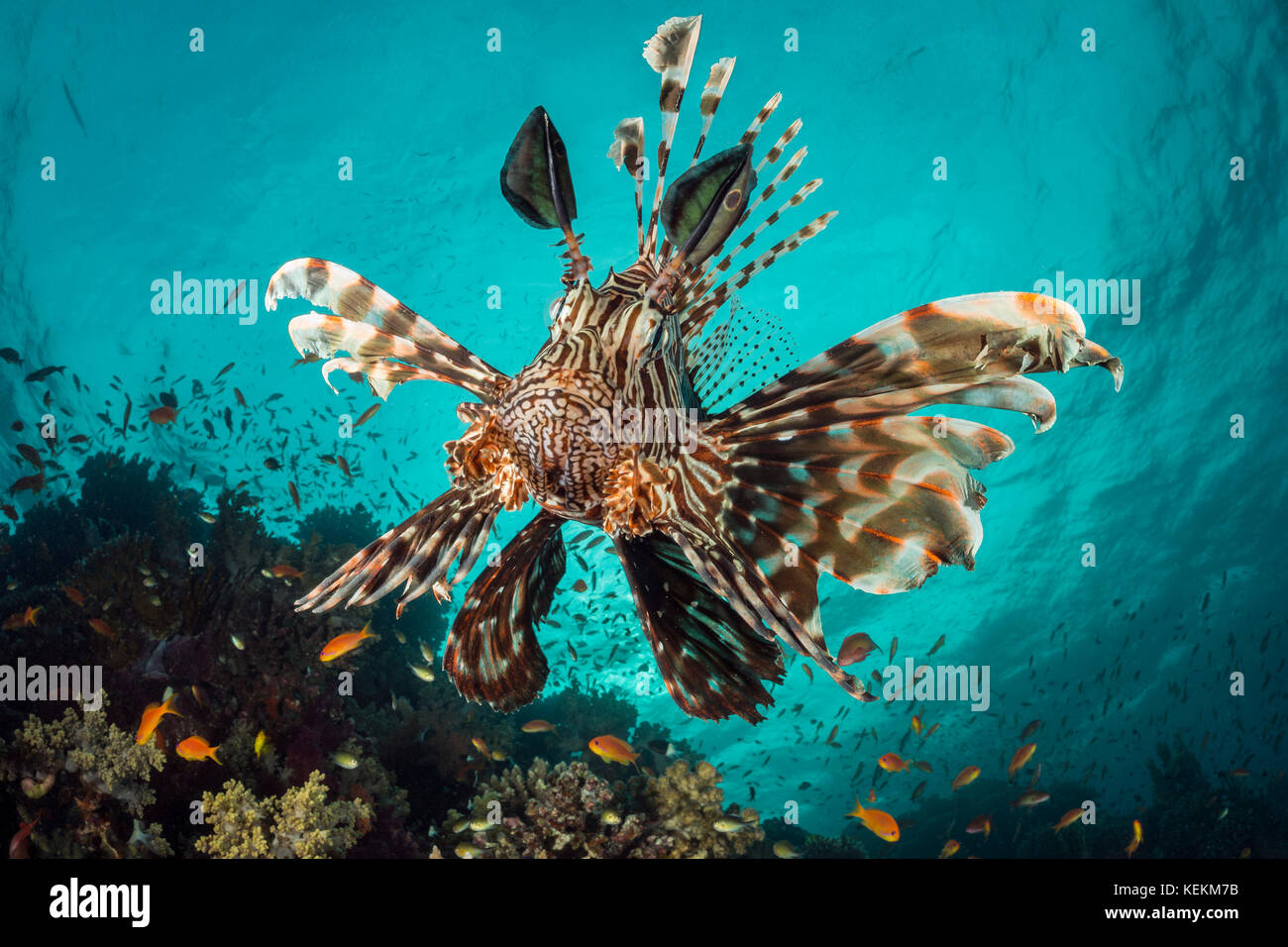 Common Lionfish, Pterois miles, Fury Shoal, Red Sea, Egypt Stock Photo