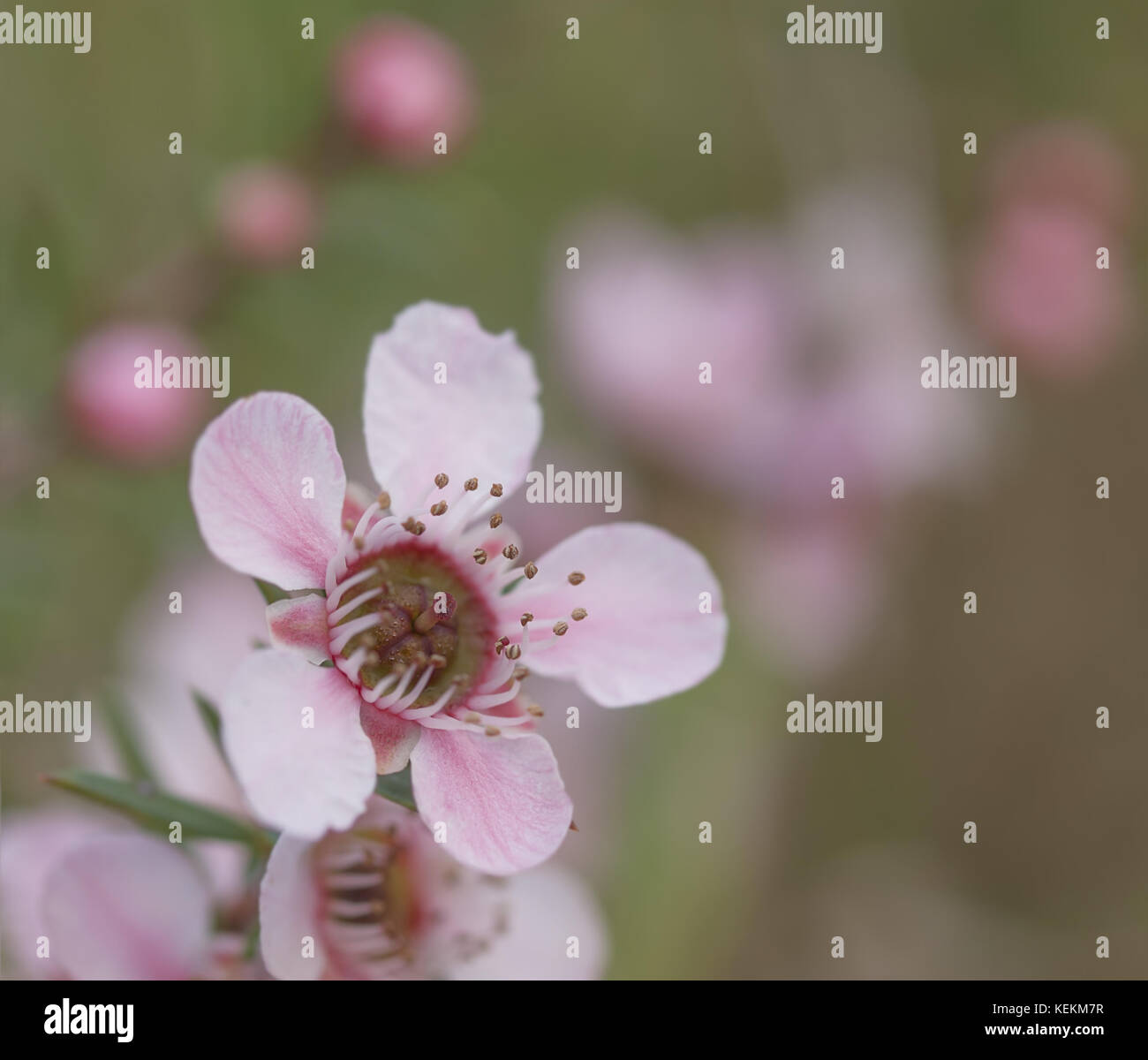 Australian Leptospermum Pink cascade floral background for condolences and sympathy message with copy space Stock Photo
