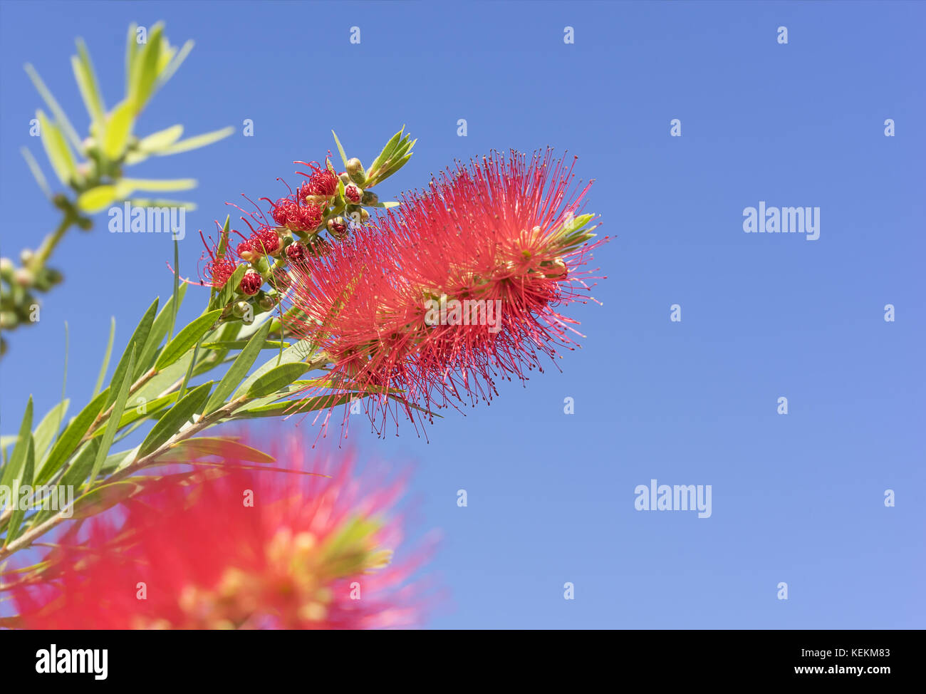Vivid colors of Australian Callistemon red bottlebrush flowers and flower buds against clear blue sky on a bright sunny Spring day Stock Photo