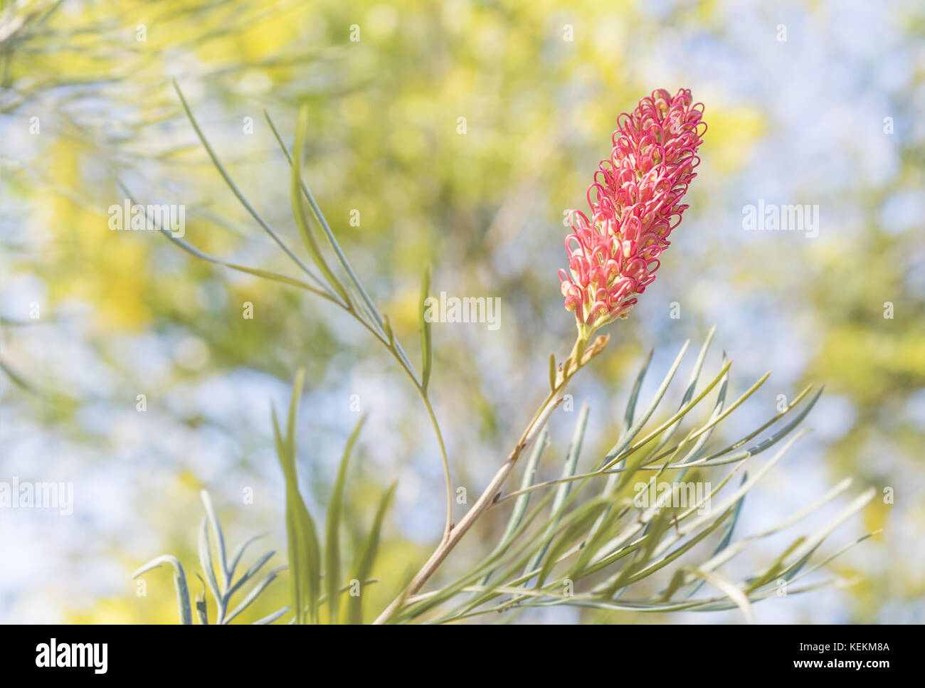 Australian spring flowers with new pink flower bloom on  Spider Flower Grevillea with yellow wattle trees in background Stock Photo