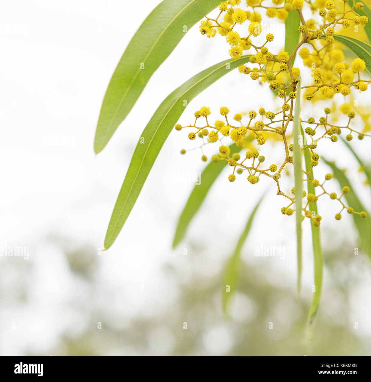 Australian Spring wattle flowers with neutral background for copy space Stock Photo