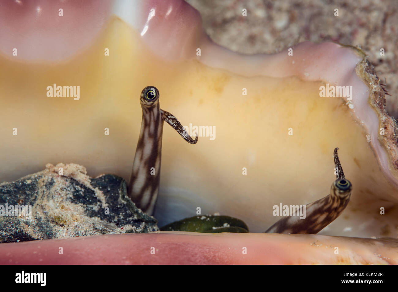 Eye of Giant Spider Conch, Lambis truncata, Marsa Alam, Red Sea, Egypt Stock Photo